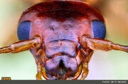 تصویری عجیب از سر یک مورچه!