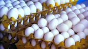 گرانی عجیب یک شانه تخم مرغ در بازار