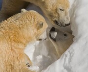 خرس قطبی باغ وحش سن دیگو / تصاویر