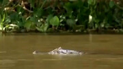 لحظه شکار تمساح توسط پلنگ / فیلم