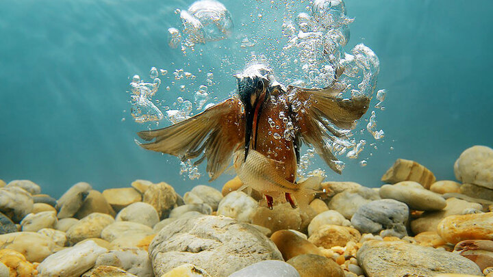 شکار ماهی توسط پرنده در زیر آب / عکس