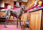 قدبلندترین سگ جهان درگذشت/ تصاویر