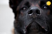 سگ‌های کرونایاب، از ایران تا شیلی و استرالیا / تصاویر