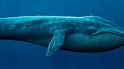 بازگرداندن گوشی در آب افتاده به صاحبش توسط نهنگ باهوش / فیلم