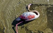 کشف لاشه پرندگان مهاجر در خلیج گرگان