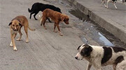 حمله سگ وحشی به اهالی یک روستا در مریوان