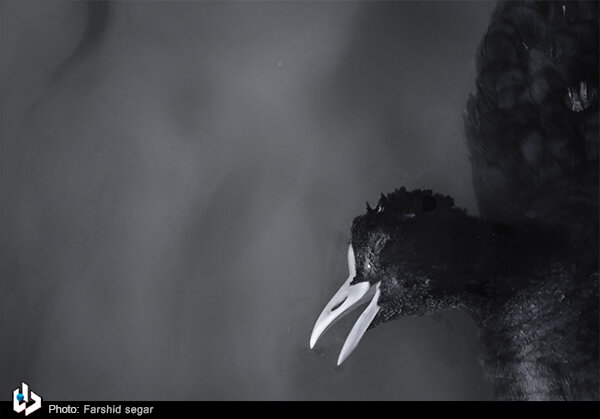 مرگ عجیب ۱۱۷ پرنده مهاجر در تالاب میانکاله مازندران / تصاویر
