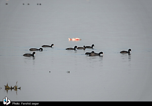 مرگ عجیب ۱۱۷ پرنده مهاجر در تالاب میانکاله مازندران / تصاویر