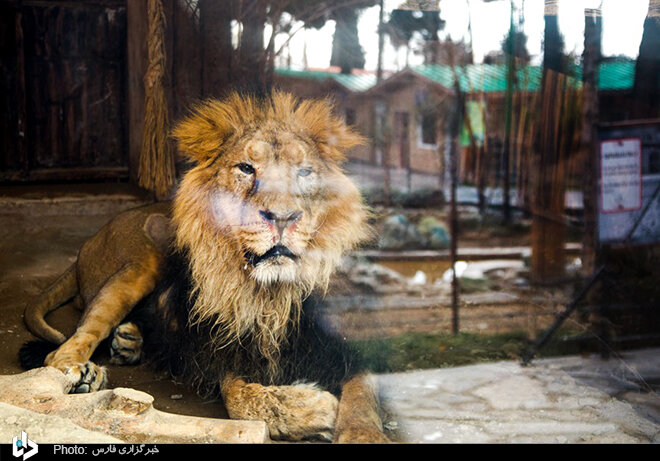 حال ناخوش «هیرمان» تنها شیر نر ایرانی در پارک ارم/ تصاویر