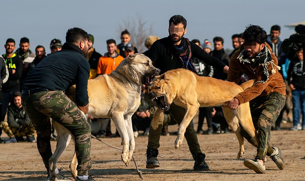 مسابقات جنگ سگ‌ها در گلوگاه مازندران/ تصاویر دلخراش