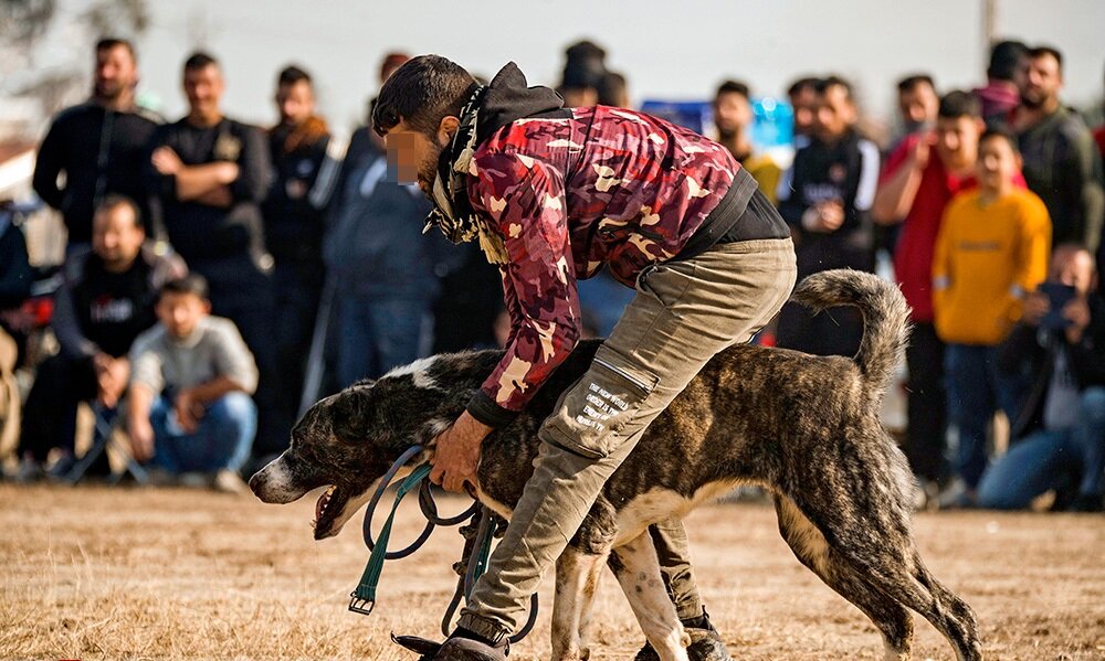 مسابقات جنگ سگ‌ها در گلوگاه مازندران/ تصاویر دلخراش
