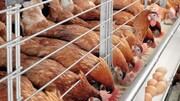 فساد در بازار ۱۳۰ هزارمیلیارد تومانی خوراک دام و طیور/ احتمال افزایش قیمت تخم مرغ به دانه‌ای ۴۵۰۰ تومان