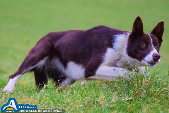 گران‌ترین سگ گله جهان به قیمت ۲۷ هزار پوند/ تصاویر