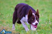گران‌ترین سگ گله جهان به قیمت ۲۷ هزار پوند/ تصاویر