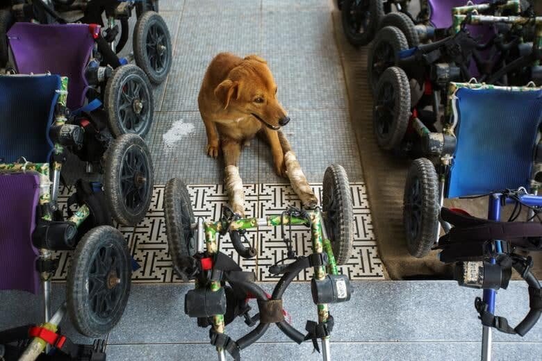 طبیعت گردی و تفریح سگ‌های معلول با صندلی چرخدار/ تصاویر