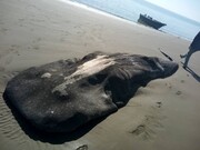 مشاهده لاشه نهنگ عظیم الجثه با ۸ متر طول در خوزستان/ عکس