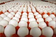 مرغداران: قیمت جهاد کشاورزی را برای تخم مرغ قبول نداریم