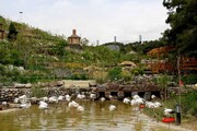 باغ‌وحش‌ها و باغ‌های ‌پرندگان تهران تعطیل شدند