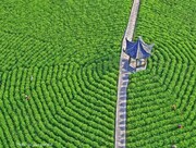 تصویر هوایی دیدنی از باغ چای/ عکس