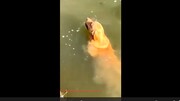 شنای دیدنی یک سگ در اعماق آب / فیلم