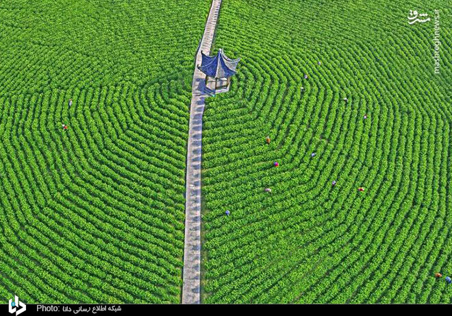 تصویر هوایی دیدنی از باغ چای/ عکس