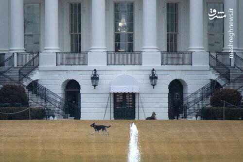 تصویری از سگ‌های خانوادگی جو بایدن در محوطه کاخ سفید 