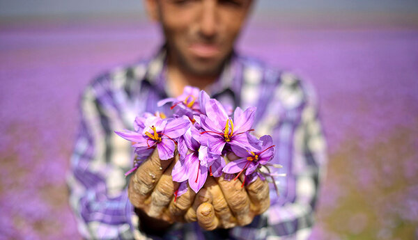 آموزش کاشت زعفران در گلدان و باغچه منزل | زمان مناسب جهت کاشت زعفران