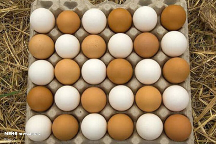 با مازاد تولید تخم‌مرغ مواجهیم/ روش جدید برای کنترل قیمت تخم‌مرغ اعلام شد