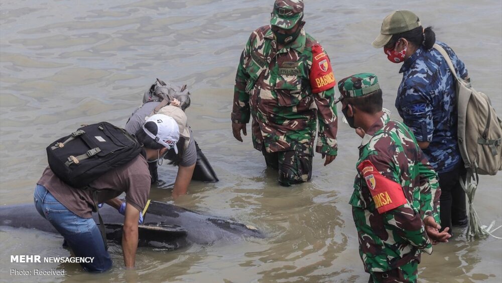 مرگ ۴۶ نهنگ در ساحل جزیره مادورای اندونزی