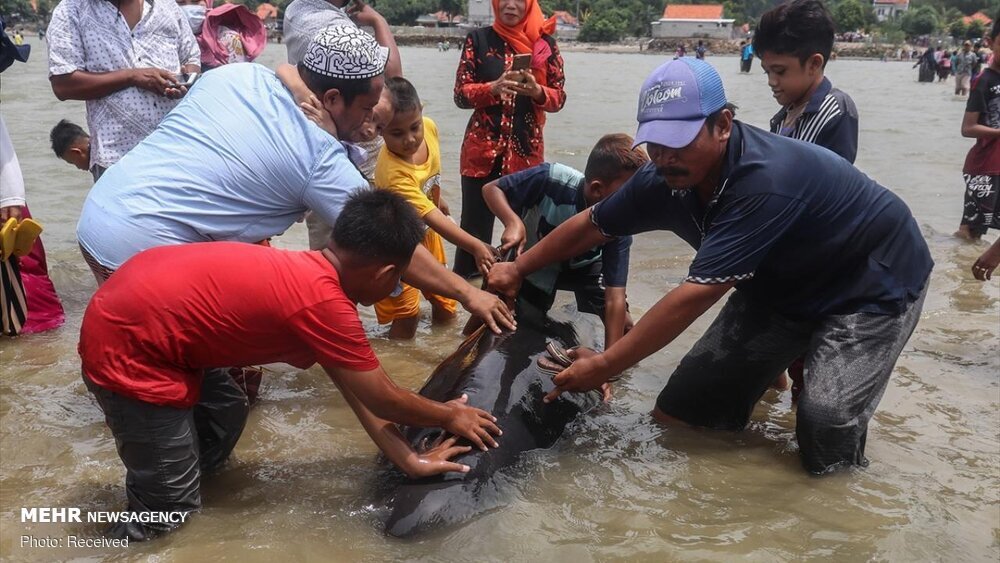مرگ ۴۶ نهنگ در ساحل جزیره مادورای اندونزی