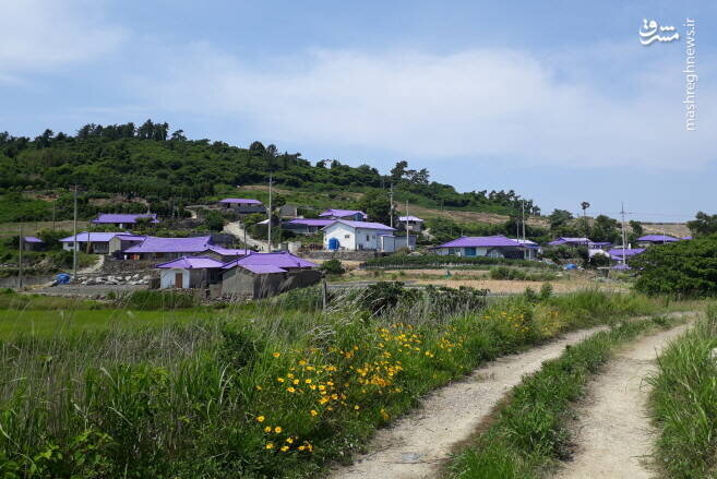 جزیره‌ای به رنگ بنفش در کره جنوبی/ تصاویر