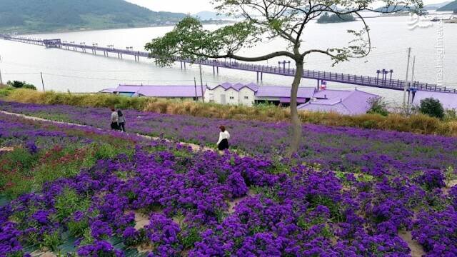جزیره‌ای به رنگ بنفش در کره جنوبی/ تصاویر