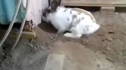 نجات جان گربه توسط خرگوش مهربان/ فیلم