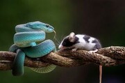 شکار دلخراش موش توسط مار افعی آبی/تصاویر