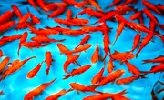 آیا ماهی قرمز عید عامل انتشار ویروس کرونا است؟ | توصیه‌های بهداشتی برای خرید و نگهداری ماهی قرمز