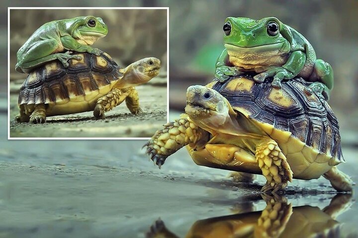لاک‌پشت‌سواری قورباغه در طبیعت/ تصاویر