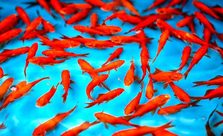 توصیه‌های بهداشتی در مورد خرید و نگهداری ماهی قرمز