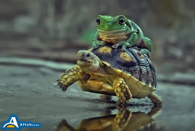 لاک‌پشت‌سواری قورباغه در طبیعت/ تصاویر