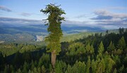 هیپریون، بلندترین و خوش شانس ترین درخت جهان! / فیلم