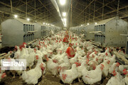 نرخ تورم سالیانه تولید در مرغداری‌ها ۱۵ درصد افزایش یافت