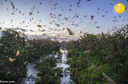 حمله باورنکردنی ۸۰ هزار خفاش‌ به استرالیا! / تصاویر