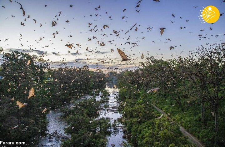 حمله باورنکردنی ۸۰ هزار خفاش‌ به استرالیا! / تصاویر