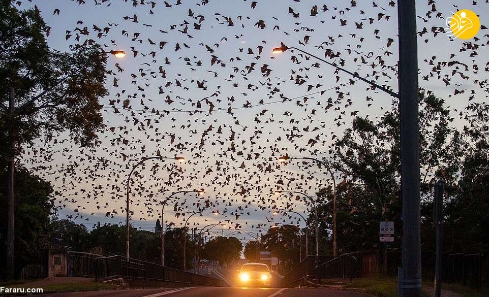 حمله باورنکردنی ۸۰ هزار خفاش‌ها به استرالیا! / تصاویر