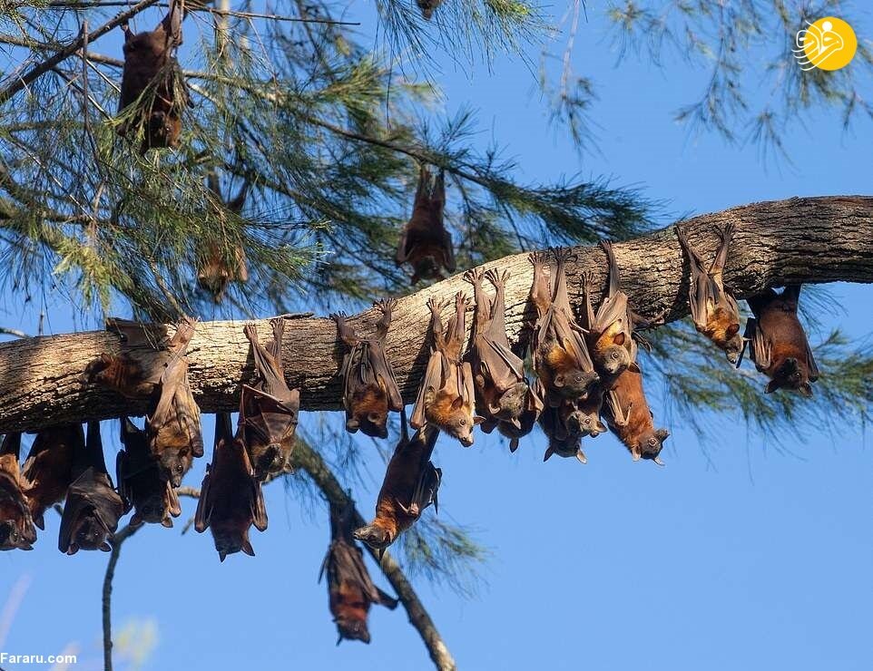 حمله باورنکردنی ۸۰ هزار خفاش‌ها به استرالیا! / تصاویر