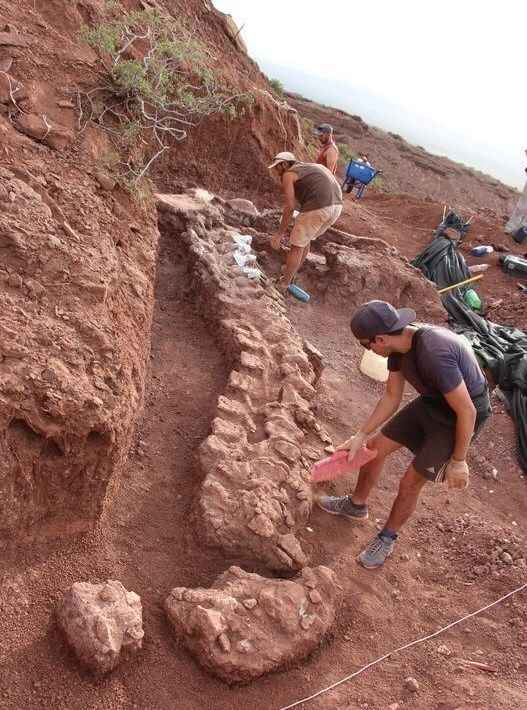 بقایای قدیمی‌ترین دایناسور کره زمین کشف شد/ تصاویر
