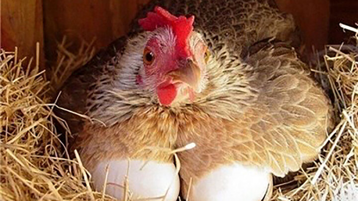 عوارض مرگبار مصرف زیاد تخم مرغ