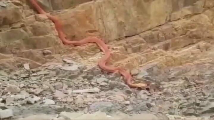 مشاهده مار عظیم الجثه ۲۰ متری در مازندران / فیلم