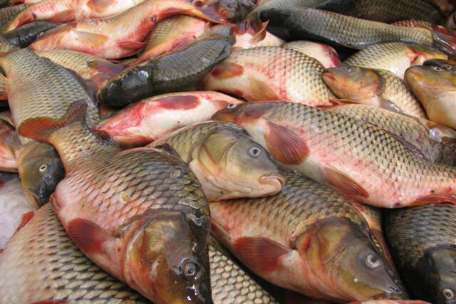 افزایش ۲ برابری قیمت انواع ماهی در آستانه شب عید/ هر کیلو قزل آلا ۶۰ هزار تومان