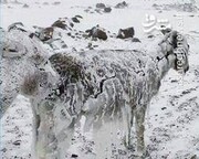 یخ زدن حیوانات زنده در دمای منفی ۵۱ درجه / فیلم