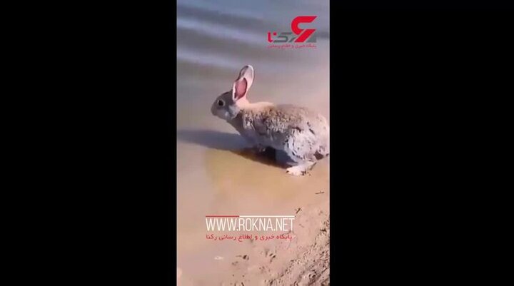 شنای دیدنی خرگوش در آب / فیلم